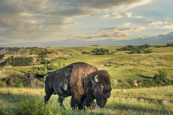 Theodore Roosevelt N.P. by Henryk Sadura - Fotolia.com