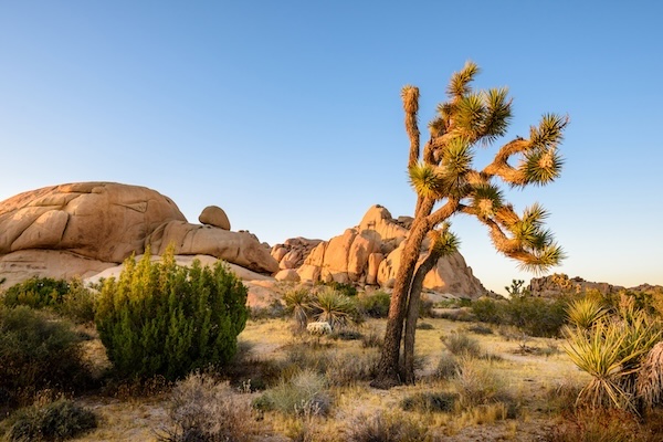 Joshua Tree Nationalpark - PixyNL - Fotolia.com