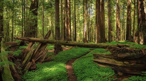 Redwood Nationalpark by Rafael Ramirez - Fotolia.com