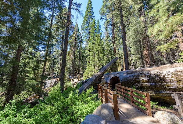 Sequoia NP by Galyna Andrushko - Fotolia.com 