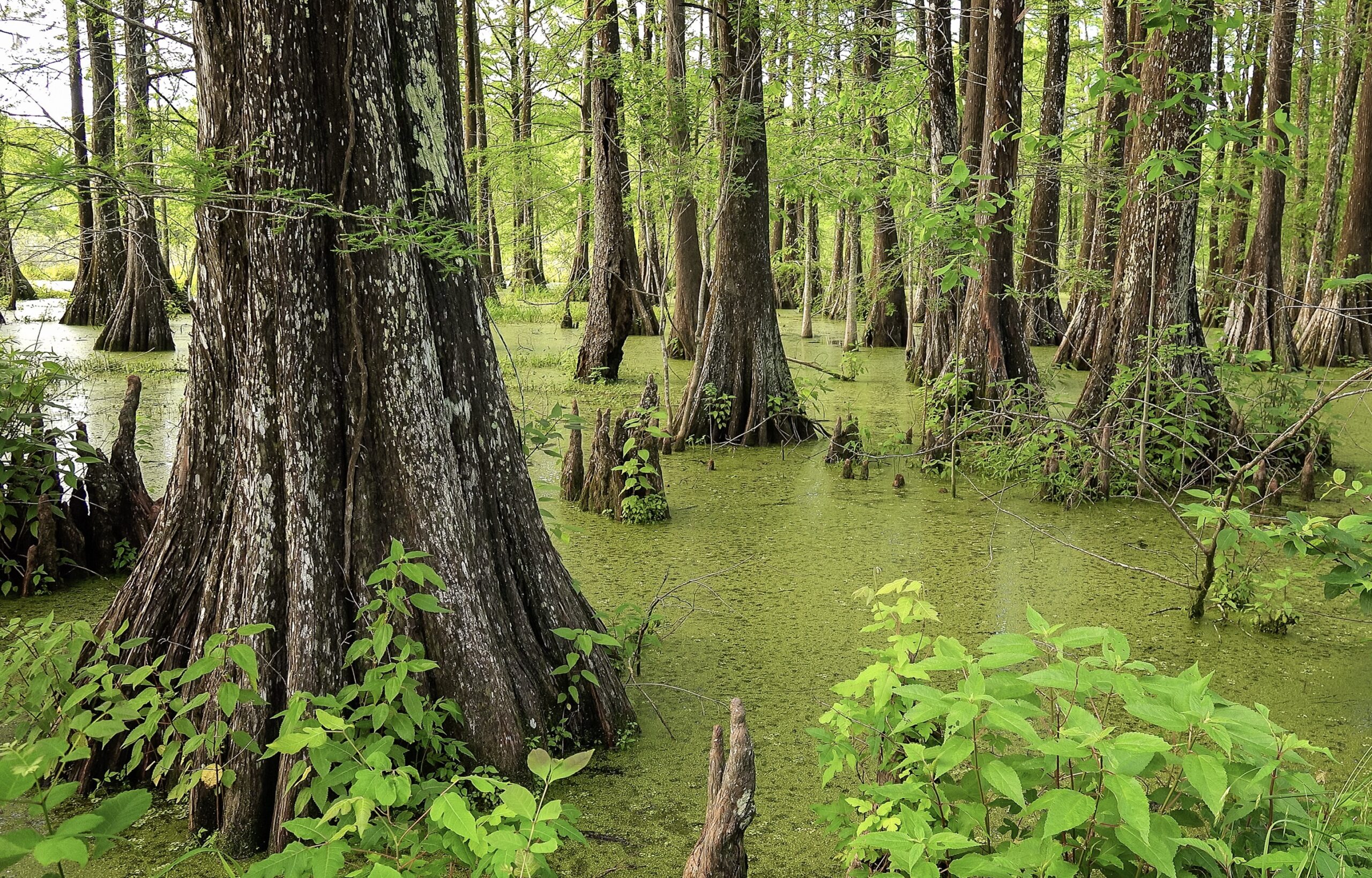 Cypress Island Preserve