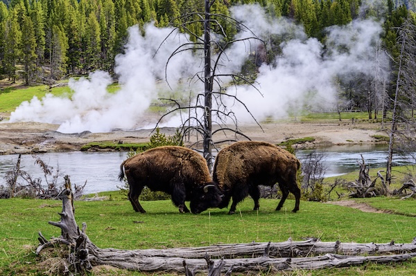 Yellowstone